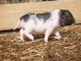 Bilder 016.jpg